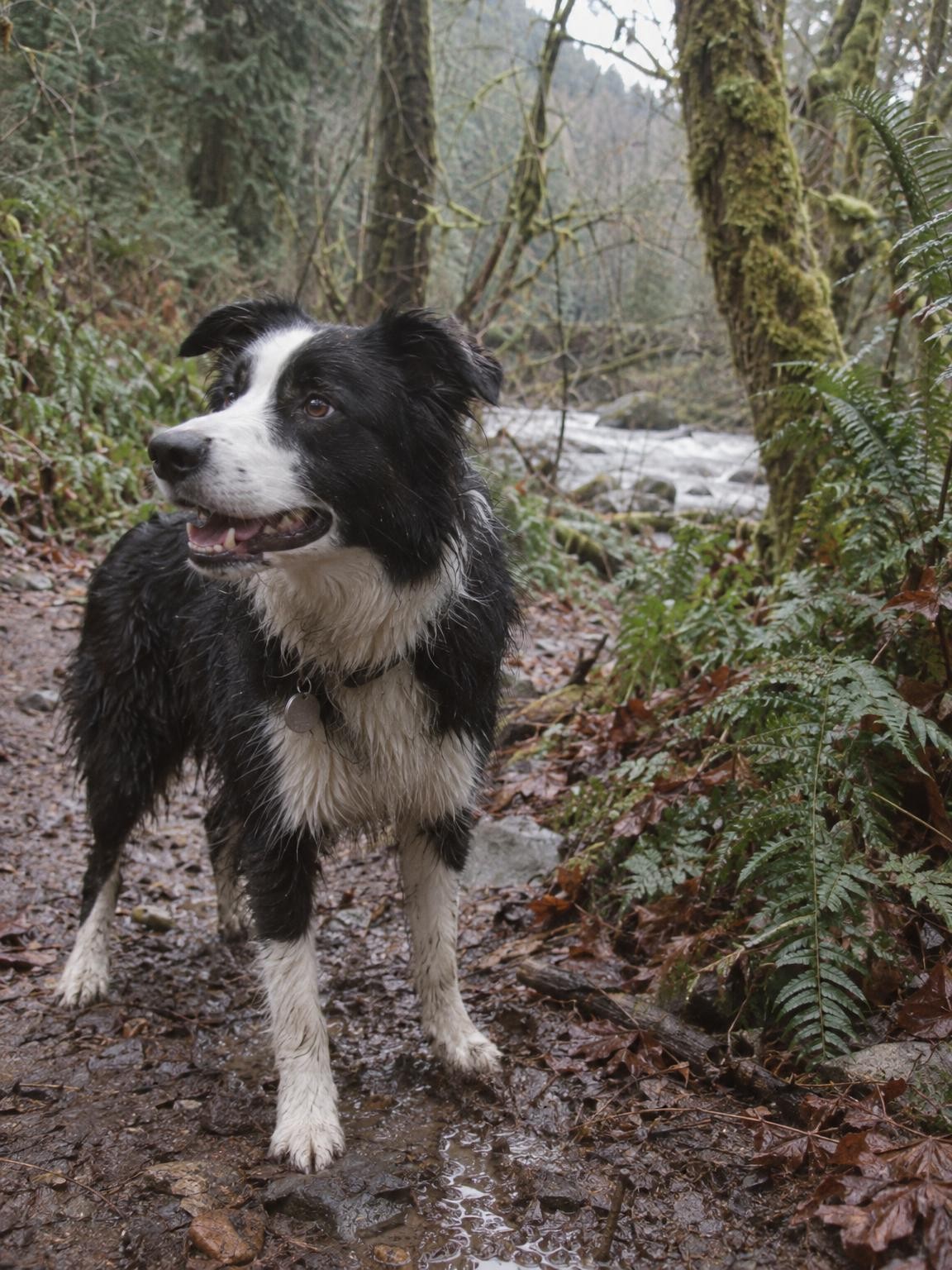 A border collie standing among ferns on a Seattle trail