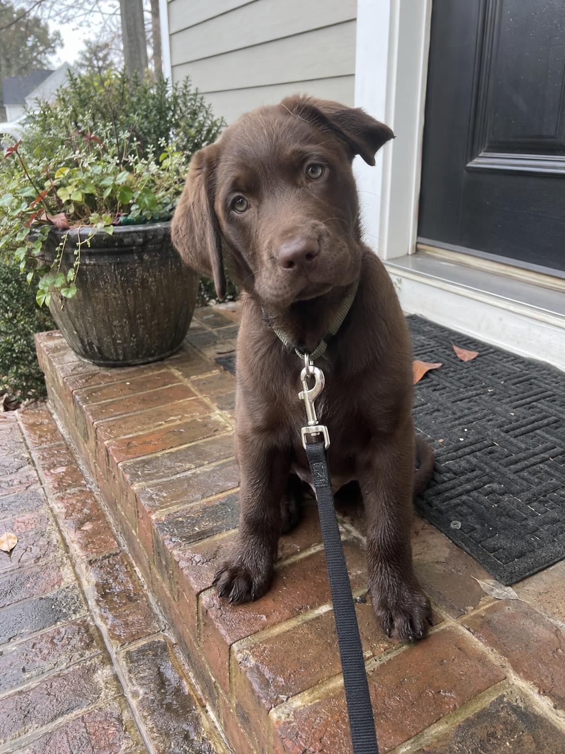 A chocolate lab puppy on a wet crosswalk